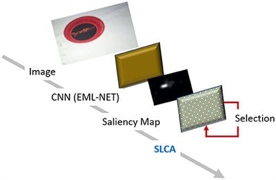 The Spatial Leaky Competing Accumulator Model